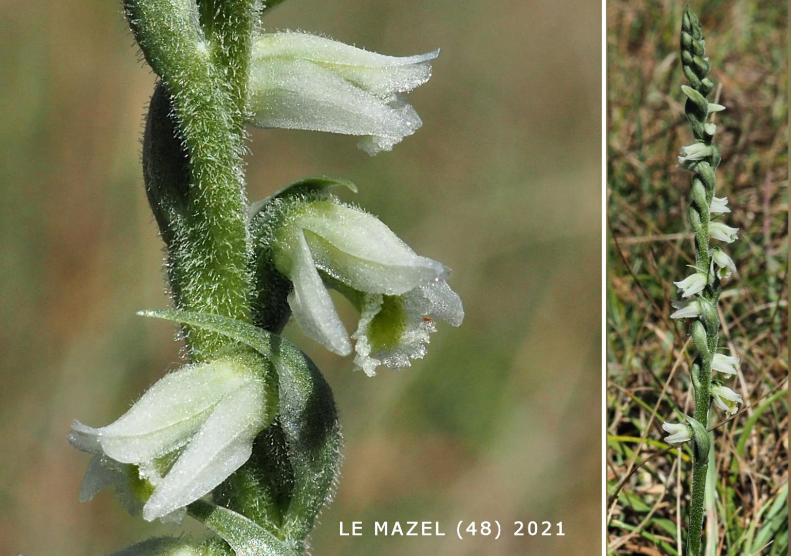 Lady's Tresses, Autumn